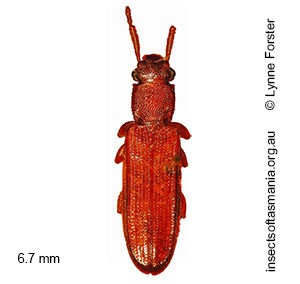 Australodendrophagus australis