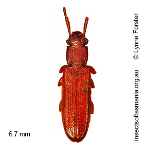 Australodendrophagus australis