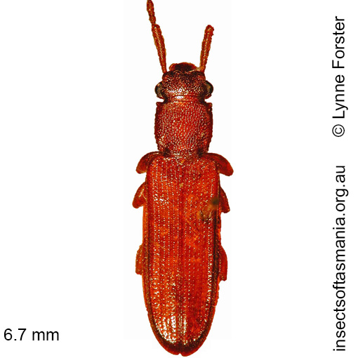 Species image