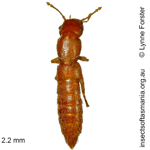 Species image