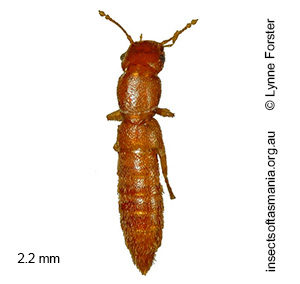 Austroesthetus TFIC sp 01
