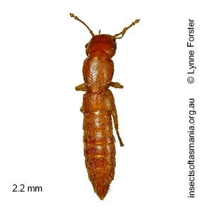 Austroesthetus TFIC sp 01