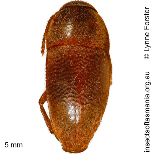 Species image