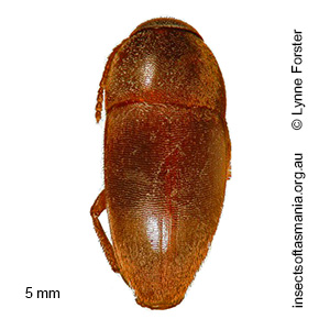 Austronemadus  TFIC sp 03