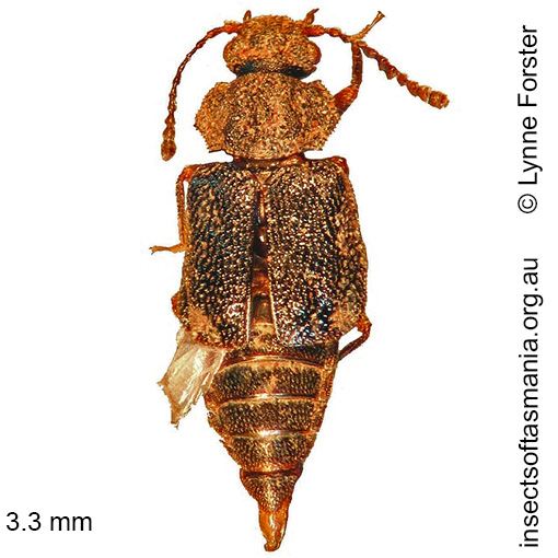 Species image
