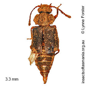 Austrorhysus TFIC sp 01