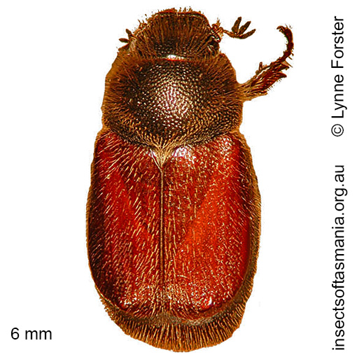Species image