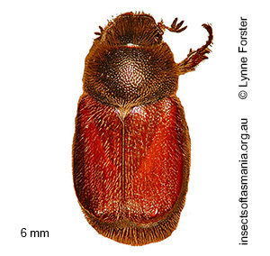 Automolius depressus