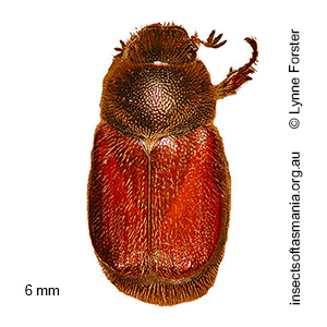 Automolius depressus