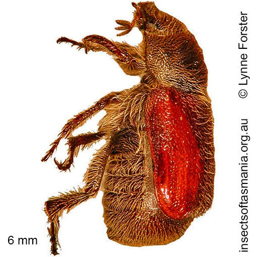 Species image