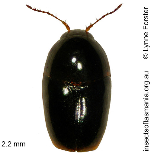 Species image