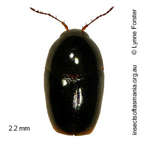 Baeocera TFIC sp 02