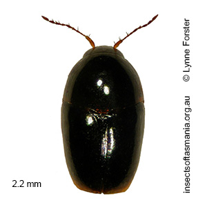 Baeocera TFIC sp 02