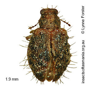Bicava verrucifera