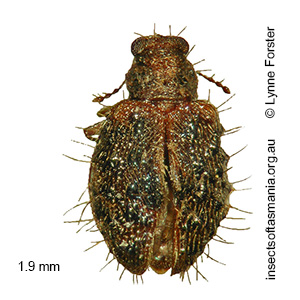 Bicava verrucifera