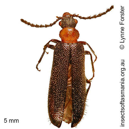 Binburrum ruficollis