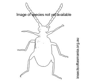 Aderus convexiceps