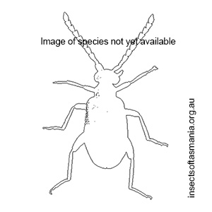 Aderus villosicornis