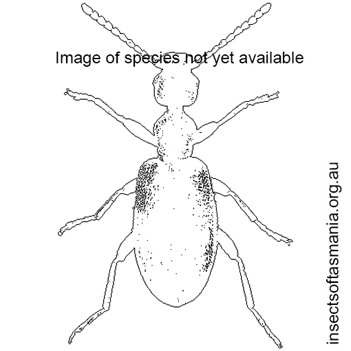 Species image