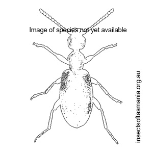 Anthicus parvulus