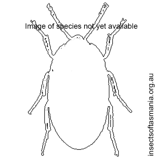 Species image