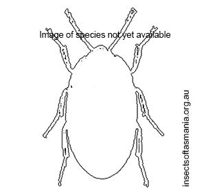 Enneboeopsis pruinosus