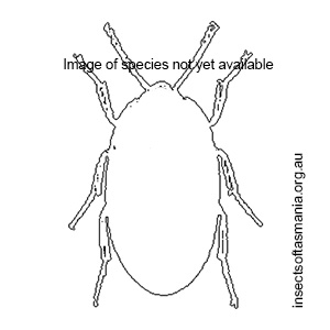 Falsoplaydema australicum