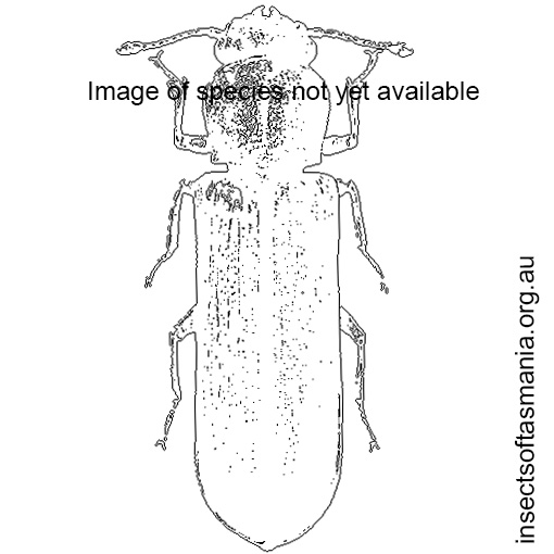 Species image