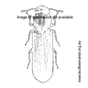 Lyctus cavicollis