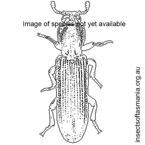 Species image