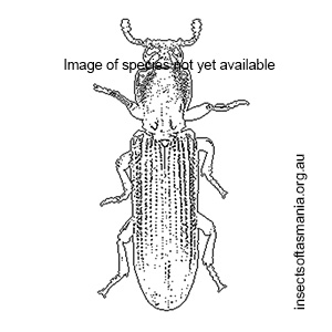 Deretaphrus popularis