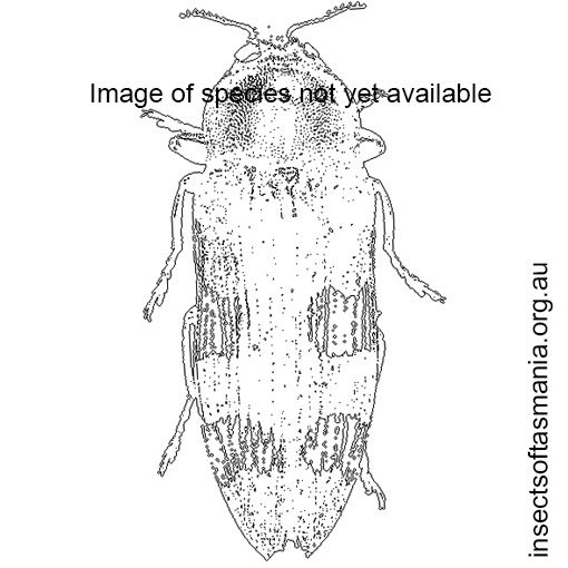 Species image