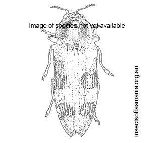 Amorphosoma tasmanicum