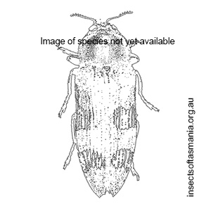 Prospheres aurantiopictus