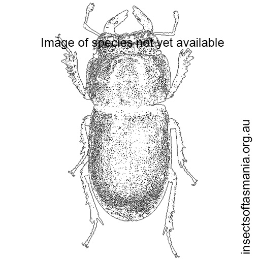 Species image
