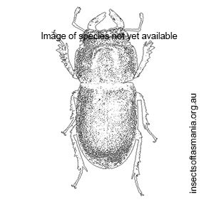 Ceratognathus tasmanus