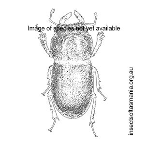 Lissotes punctatus