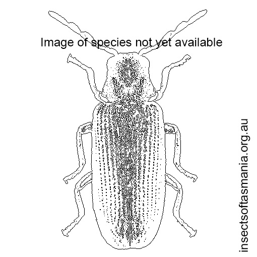 Species image