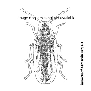 Dryophilodes acuticollis
