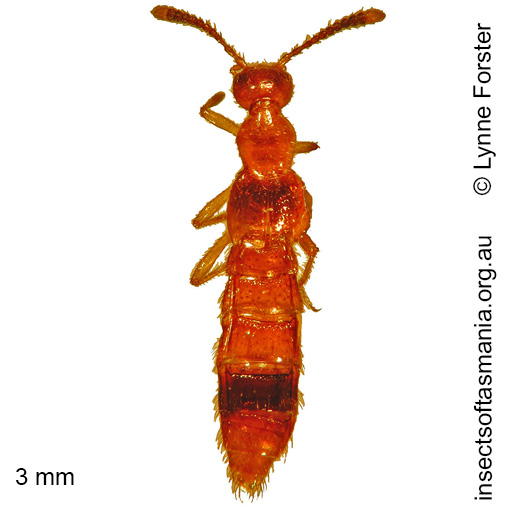 Species image