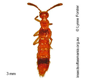 Blepharhymenus sp nr apicicornis