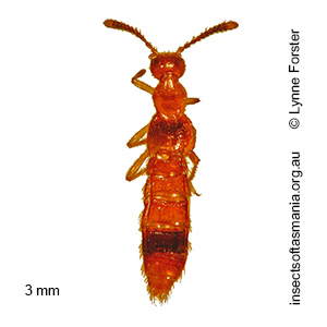 Blepharhymenus sp nr apicicornis