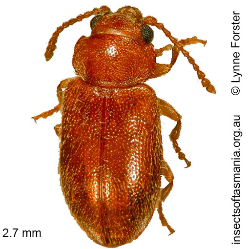 Species image