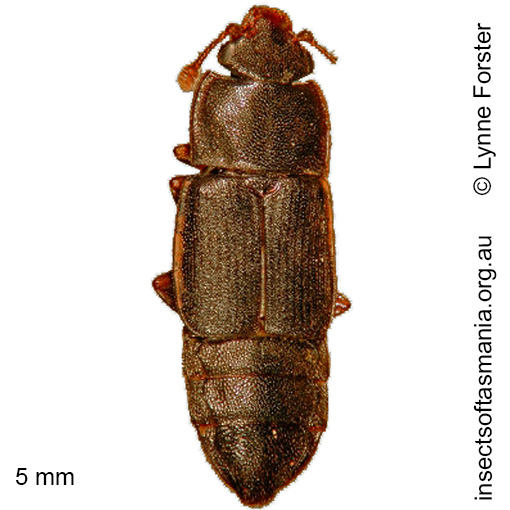Species image