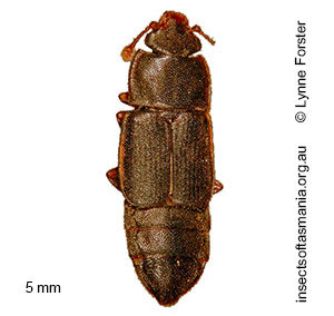 Brachypeplus planus