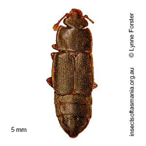 Brachypeplus planus