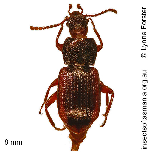 Species image