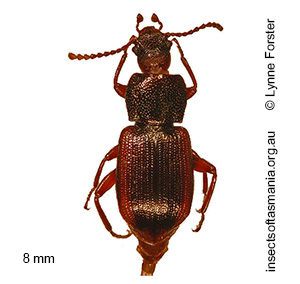 Brycopia caelioides