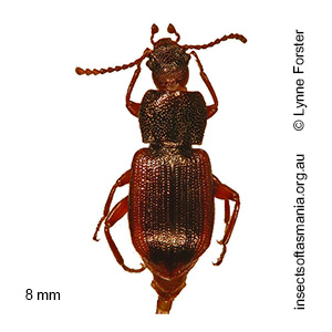 Brycopia caelioides