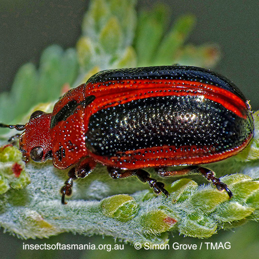 Species image